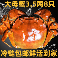 餐中王鲜活大闸蟹3.5两母8只装活蟹闸蟹螃蟹阳澄湖镇发货苏州鲜活水产品