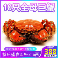 餐中王清水大闸蟹鲜活全母蟹3.9-3.6两10只大规格鲜活螃蟹礼盒苏州阳澄湖镇发货