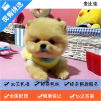 麦比佳 纯种哈多利系球体博美犬幼犬俊介 茶杯博美犬 日系俊杰双血统长不大的茶杯狗白色博美犬 赛级博美犬活体日系纯种俊介犬