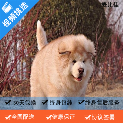 麦比佳 纯种巨型阿拉斯加幼犬活体宠物 熊版十字脸阿拉斯加雪橇犬 双血统烟灰色桃脸阿拉斯加幼崽 巨大型雪橇犬阿拉斯加犬15