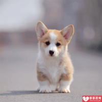 多多名宠 柯基犬 柯基幼犬 柯基犬活体 威尔士柯基犬 狗狗