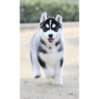 多多名宠 哈士奇狗 哈士奇犬 哈士奇幼犬 哈士奇幼犬活体 狗狗