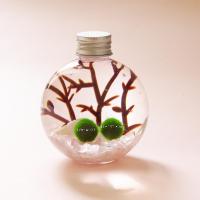 米魁「魔法球」幸福球藻diy生态瓶 室内水养海藻植物盆栽微景观