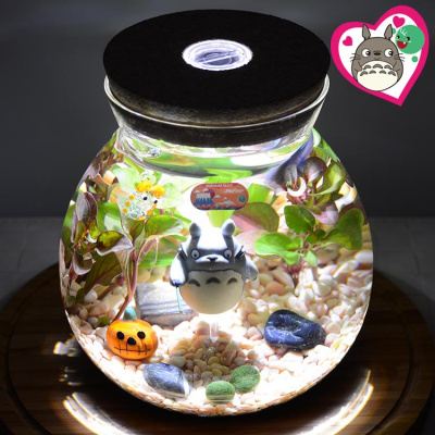 米魁幸福海藻球桌面微景观生态瓶龙猫水培植物生态瓶泰国斗鱼生日