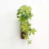 墙上仿真植物装饰半圆多肉壁挂花盆 幼儿园创意墙面绿植挂件 墨绿色珠花莲-绿+树桩