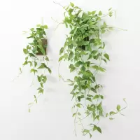 墙上仿真植物装饰半圆多肉壁挂花盆 幼儿园创意墙面绿植挂件 晚风拂藤-2个一套