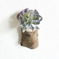 墙上仿真植物装饰半圆多肉壁挂花盆 幼儿园创意墙面绿植挂件 特玉莲+树桩