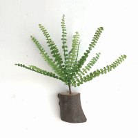 墙上仿真植物装饰半圆多肉壁挂花盆 幼儿园创意墙面绿植挂件 石壁草+树桩