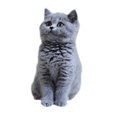 撸一撸 纯种英短蓝猫活体宠物猫英国短毛猫可爱蓝胖子萌宠