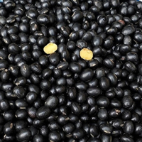 【限购5份】山西岚县黑豆500g 农家自种可醋泡黑豆 山西