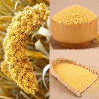 【限购5份】山西黄小米5斤 农产黄小米黄小米 新米孕妇月子米宝宝米小米粥农家 山西