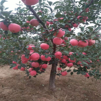 回固冰糖心苹果树苗红富士苹果苗红肉苹果庭院种植盆栽观赏苹果苗