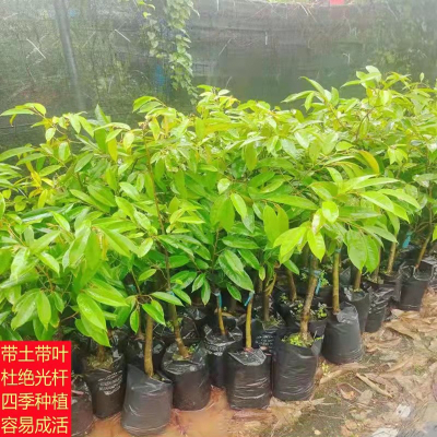 回固榴莲果树苗泰国榴莲苗树苗嫁接金枕头南方北方种植盆栽苗当年结果