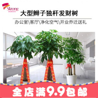 室内花卉 盆景植物 盆栽 客厅创意花 大型绿植 净化空气