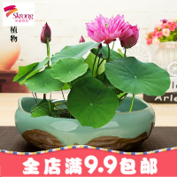 水仙花盆特大号简约个性陶瓷多肉植物花盆水培铜钱碗莲阳台花盆