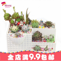 多肉花盆长方形创意组合小花盆微景观肉肉植物种植盆器塑料大花盆