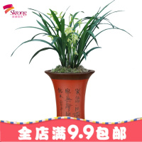 紫砂花盆兰花盆兰花专用盆特价清仓包邮吸水透气高筒家用陶瓷花盆