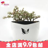 抖音网红免钉自动吸水挂墙免打孔墙面装饰绿植绿萝壁挂花盆包邮