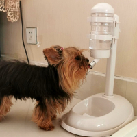 宠物不湿嘴狗狗饮水机自动挂式比熊喝水器喂水器立式水壶猫咪用品 米白色单碗(带吸盘)
