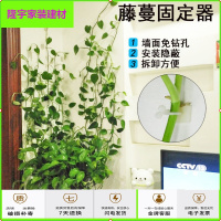 苏宁放心购贴墙钉贴胶带内藤花墙攀爬挂墙种花藤架绑定藤蔓爬墙固定器定型简约新款