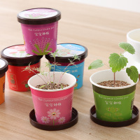 宝宝种植学生微景观迷你盆栽小盆景摆件 办公室桌面植物种子