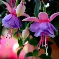 倒挂金钟盆栽 倒挂金钟苗室内绿植 灯笼花盆栽 灯笼花苗 四季开花