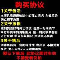 小金鱼 好养的冷观赏鱼 淡宠物鱼 顶红红狮 兰寿碟尾金鱼