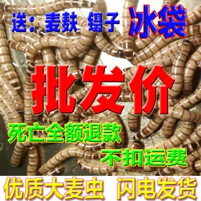 大麦虫面虫粉虫龙鱼乌龟守宫蜥蜴蜘蛛鸟宠物饲料成活率