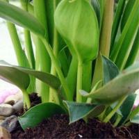 盆栽花卉金钻蔓绿绒吸毒大王四季翠绿植物橡皮树文竹绿植竹梅