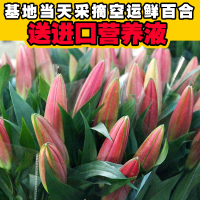 香百合花云南鲜花百合花束勿忘我鲜花同城速递批邮礼品