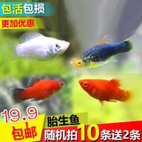 胎生鱼集锦 银黑玛丽鱼金球玛丽月光鱼 热带鱼观赏鱼宠物鱼