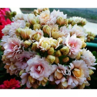 (带花苞货)进口长寿花重瓣室内花卉盆栽带花货