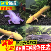 金鱼六角恐龙鱼霸王龙鱼小火龙淡冷鱼缸观赏鱼东方娃娃鱼