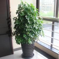 送盆大型摇钱树招财树财树八方来财鸭脚木净化空气甲醛四季长春
