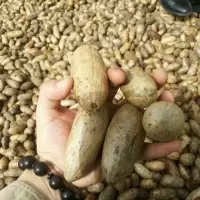 精品通货千眼菩提原籽原料按斤买半斤送半斤