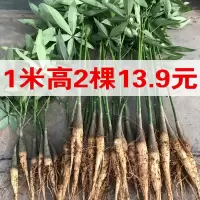 财树盆栽大客厅绿植屋内盆栽财树苗盆栽植物室内盆景四季花卉