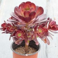 多肉植物盆栽法师圆叶黑法师绿法师老桩紫羊绒墨法师室内办公室花