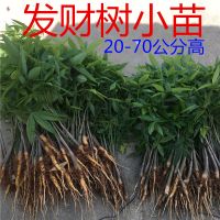 财树苗盆栽植物室內小苗财树盆景大花卉花苗树桩客厅绿植四季