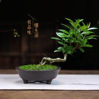 紫砂花盆9.9邮长方形盆景花卉植物盆栽陶瓷花盆文竹菖蒲假山盆