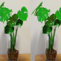 (送玫瑰花种子)观叶植物龟背竹培生养室内盆栽绿植防辐射去甲醛