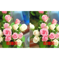 花种子四季种阳台盆栽花卉满天星薰衣太阳花薄荷绿植物种子套餐