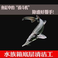 冷观赏鱼鲟鱼鱼苗西伯利亚鲟鱼淡鱼锦鲤混养金鱼邮