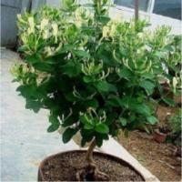 金银花苗药用豫纯一号四季树形金银花苗木卉盆栽金银花种子常青藤