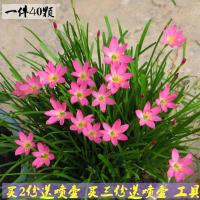 正宗风雨兰韭兰葱兰花风雨兰苗葱兰花苗韭兰花苗种球花卉绿植盆栽