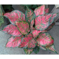 如意皇后彩叶宝石银皇后万年青室内栽培植物四季彩色长青花卉盆栽