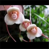 稀有植物猴面兰花 兰花苗 猴面小龙兰 室内盆栽 办公室1苗2苗3苗