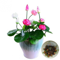 碗莲种子已开口四季生睡莲花荷花种子盆栽养培绿植物室内花卉