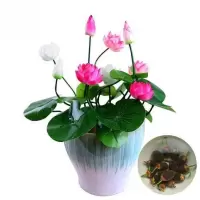 碗莲种子已开口四季生睡莲花荷花种子盆栽养培绿植物室内花卉