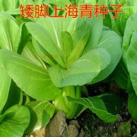 12种易种蔬菜种子套餐 香菜 菜心油菜 鸡毛菜 阳台园艺盆栽蔬菜籽