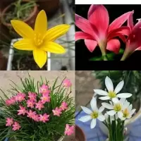 [带盆带土可选]葱兰盆栽风雨兰花种球葱兰种球兰花兰盆栽
